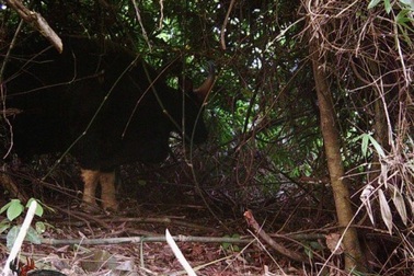 Phát hiện nhiều cá thể bò tót trong VQG Phong Nha - Kẻ Bàng