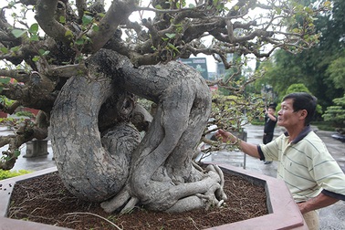 Cây dâm bụt mọc bờ rào, vào tay nghệ nhân thành siêu phẩm giá hơn 300 triệu đồng