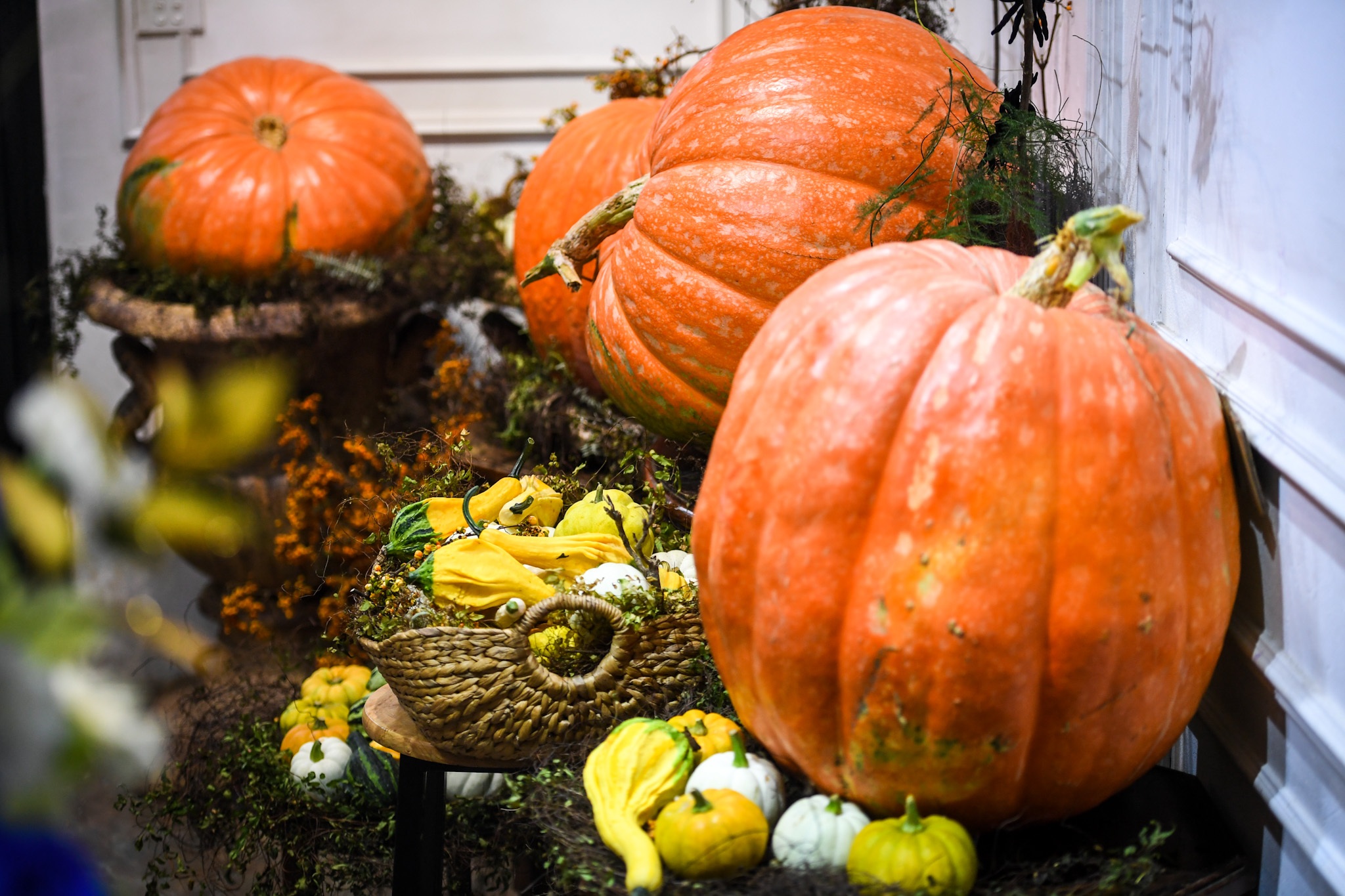 Người Hà Nội chi hàng chục triệu đồng sắm bí ngô khổng lồ chơi Halloween - 6 Người Hà Nội chi hàng chục triệu đồng sắm bí ngô khổng lồ chơi Halloween - 6