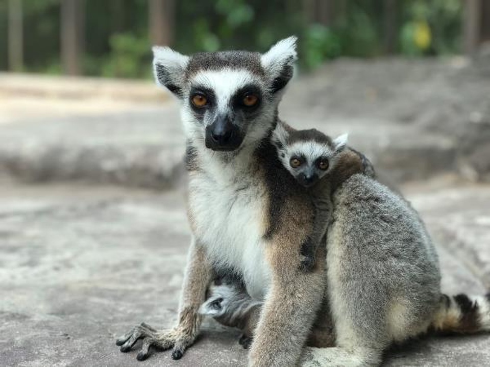 Những thú non bán hoang dã sinh ở Vinpearl Safari ngày ấy và bây giờ - 5 Những thú non bán hoang dã sinh ở Vinpearl Safari ngày ấy và bây giờ - 5