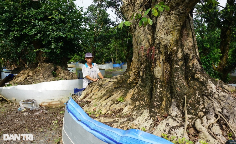 Phá vườn trái cây để trồng kiểng cổ thụ, lão nông miền Tây giàu bất ngờ - 4 Phá vườn trái cây để trồng kiểng cổ thụ, lão nông miền Tây giàu bất ngờ - 4