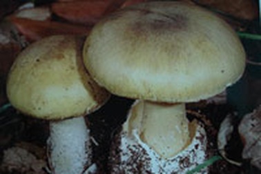 Ngộ độc nấm rừng