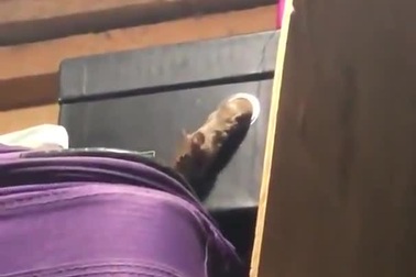 Chuột hỗ trợ nhau để vượt chướng ngại vật