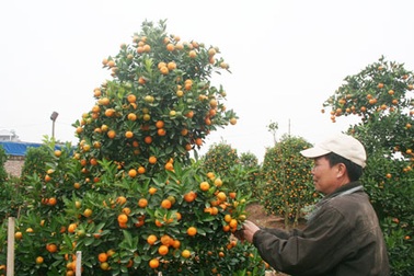 Quất Tứ Liên, đào Nhật Tân hào hứng “ngóng” giá thị trường