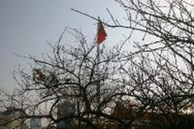 Đào "khủng" được chào giá 100 triệu đồng