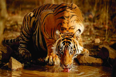 Kỷ lục buồn của loài hổ tại Ấn Độ