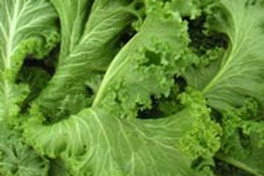 Vị thuốc từ cải xanh