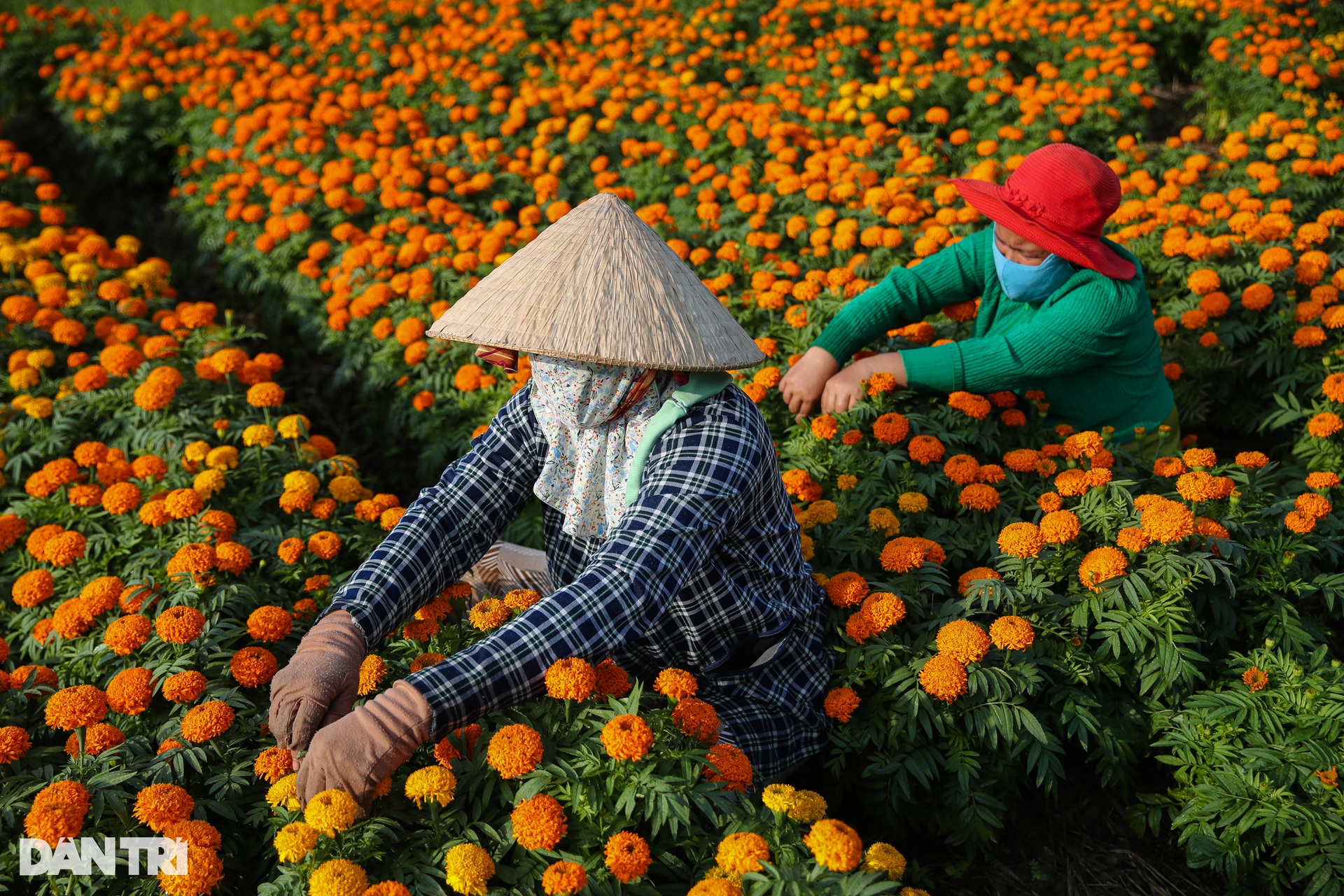 Thủ phủ hoa lớn nhất Bình Dương tất bật ngày giáp Tết - 1 Thủ phủ hoa lớn nhất Bình Dương tất bật ngày giáp Tết - 1