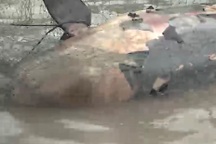 An táng cá voi dài 2 m chết dạt vào bờ biển