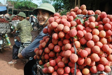 Hơn 10 tấn vải mùa thứ hai đã có mặt tại Úc