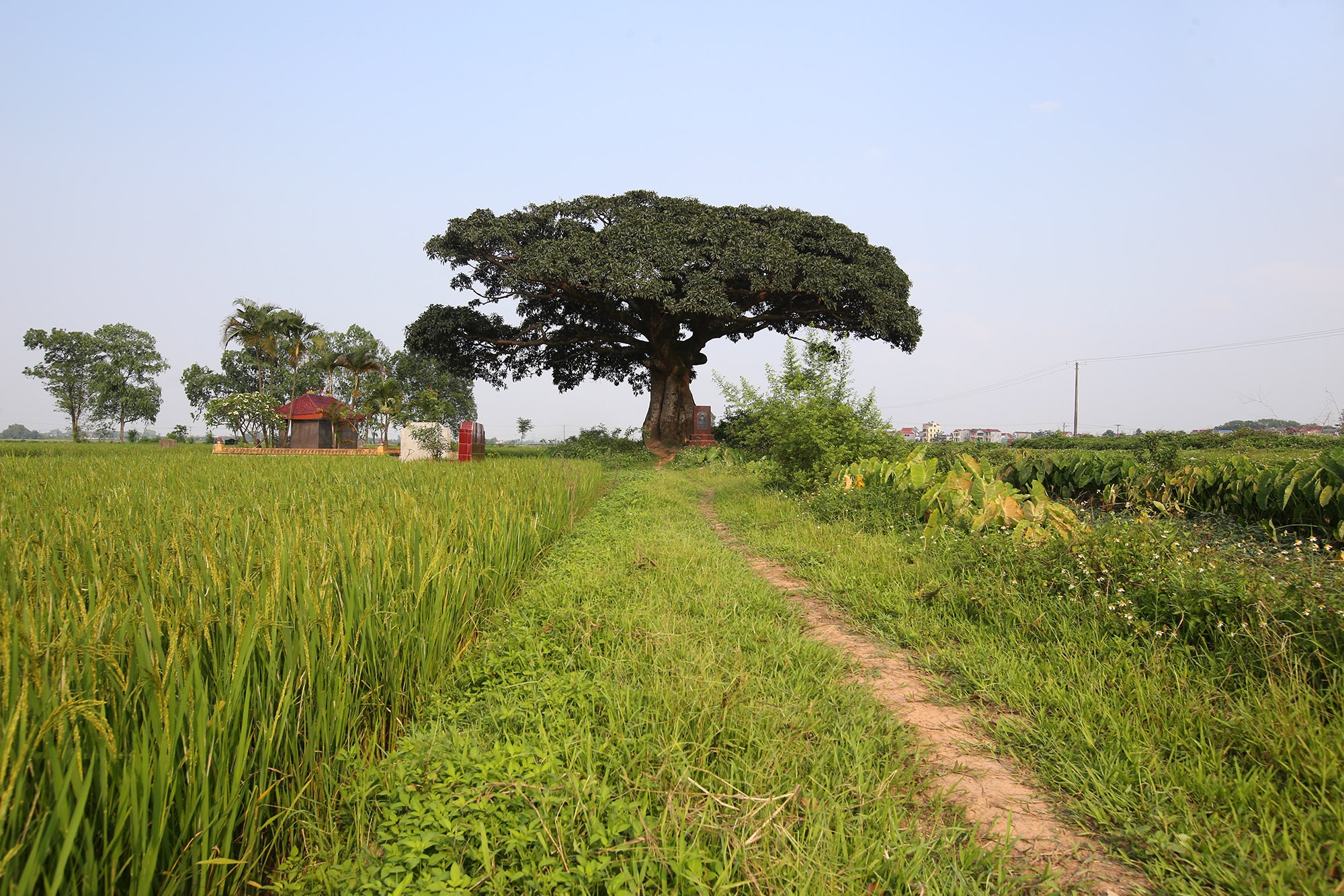 Hà Nội: Cây trôi cô đơn nghìn năm tuổi, báu vật của làng Bình Đà - 1 Hà Nội: Cây trôi cô đơn nghìn năm tuổi, báu vật của làng Bình Đà - 1