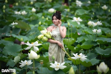 Giới trẻ Hà Nội chi tiền triệu thuê thợ chụp ảnh mùa sen nở sớm