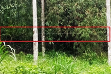 Đấu nối điện vào thân cau để chống trộm