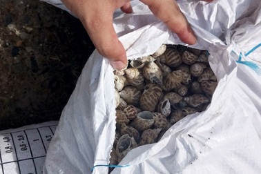 Dân mất tiền tỷ vì ốc hương bất ngờ chết hàng loạt