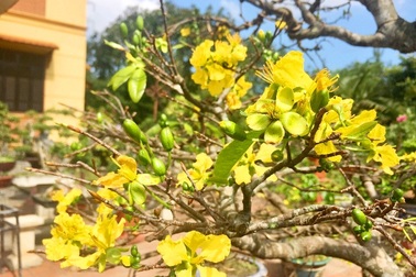 Hoàng Mai thế “Bạt phong hồi đầu” giá 5 tỷ đồng giờ ra sao?