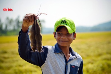 An Giang đẹp ngỡ ngàng mùa lúa chín