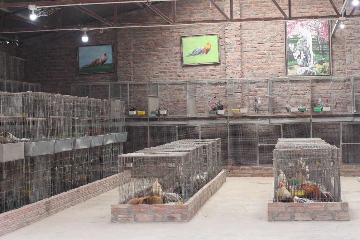 Chi chục triệu đồng mua cặp gà tre đuôi dài nửa mét, dáng oai vệ chơi Tết - 6 Chi chục triệu đồng mua cặp gà tre đuôi dài nửa mét, dáng oai vệ chơi Tết - 6