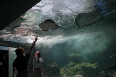 Học người Nhật "ngủ với cá" để tìm về an tĩnh