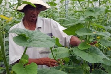 “Hai lúa” chi tiền tỷ trồng dưa công nghệ cao