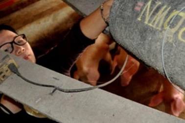 Cho lợn nghe nhạc Pháp “hái” tiền tỷ mỗi năm