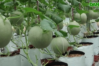 Cận cảnh vườn dưa lưới sắp thu của chị Lê Ngọc Hiền