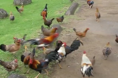 Nơi hàng nghìn con gà hoang thản nhiên đi lại khắp nơi không lo bị bắt giết