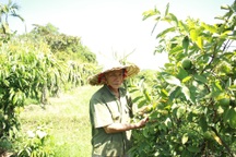 “Lão gàn” biến đất sỏi đá thành vườn cây ăn quả, thu hàng trăm triệu mỗi năm