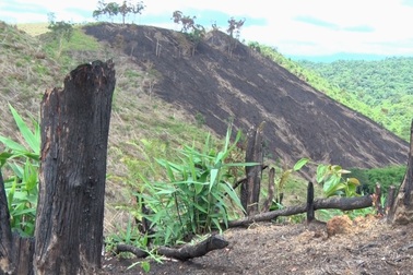 Đắk Nông tạm dừng tất cả các dự án liên quan đến rừng, đất rừng