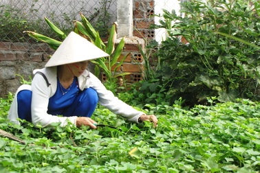 Ninh Thuận: Bị cho nghỉ việc khi sinh con, giáo viên kiện hiệu trưởng