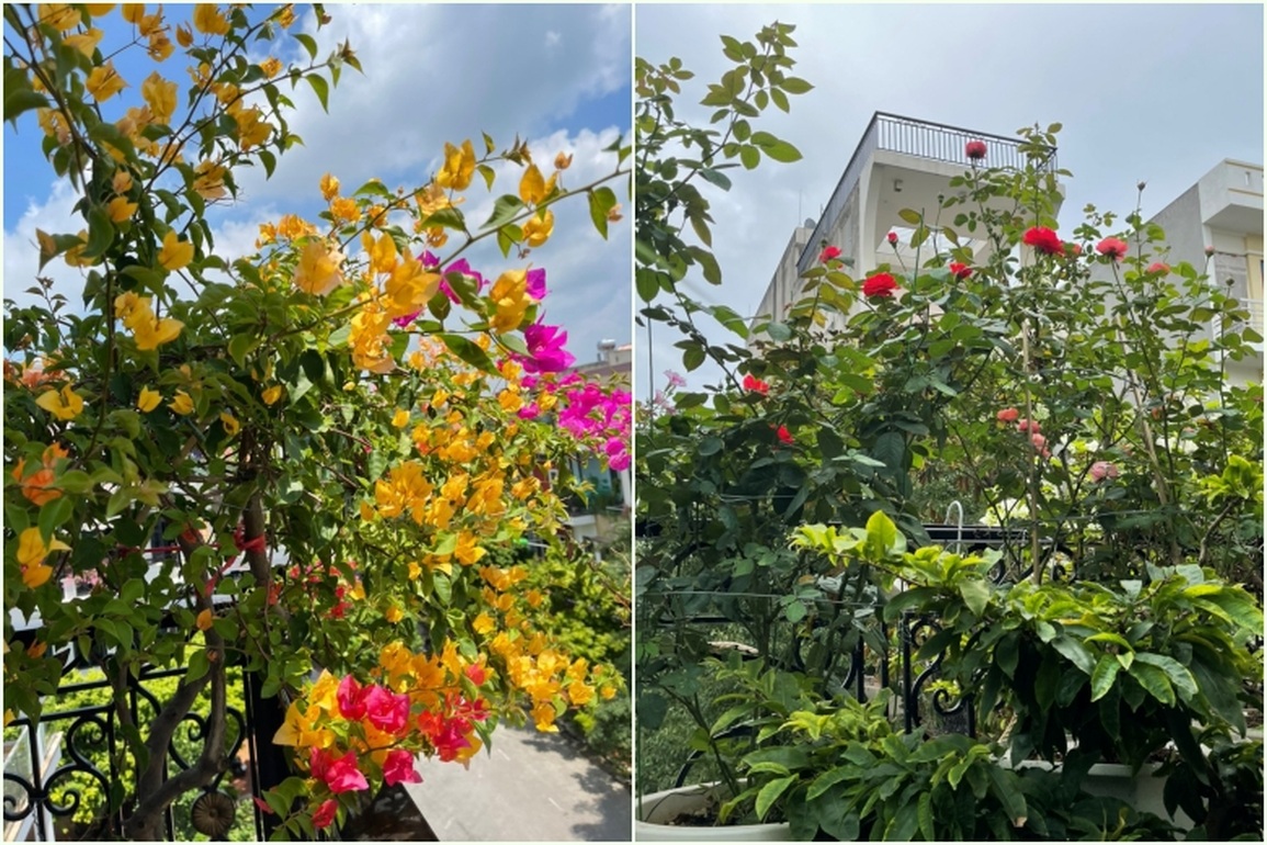 Vườn hoa vỏn vẹn 20 mét vuông ngập tràn sắc màu của nữ kế toán Bắc Giang - 3 Vườn hoa vỏn vẹn 20 mét vuông ngập tràn sắc màu của nữ kế toán Bắc Giang - 3