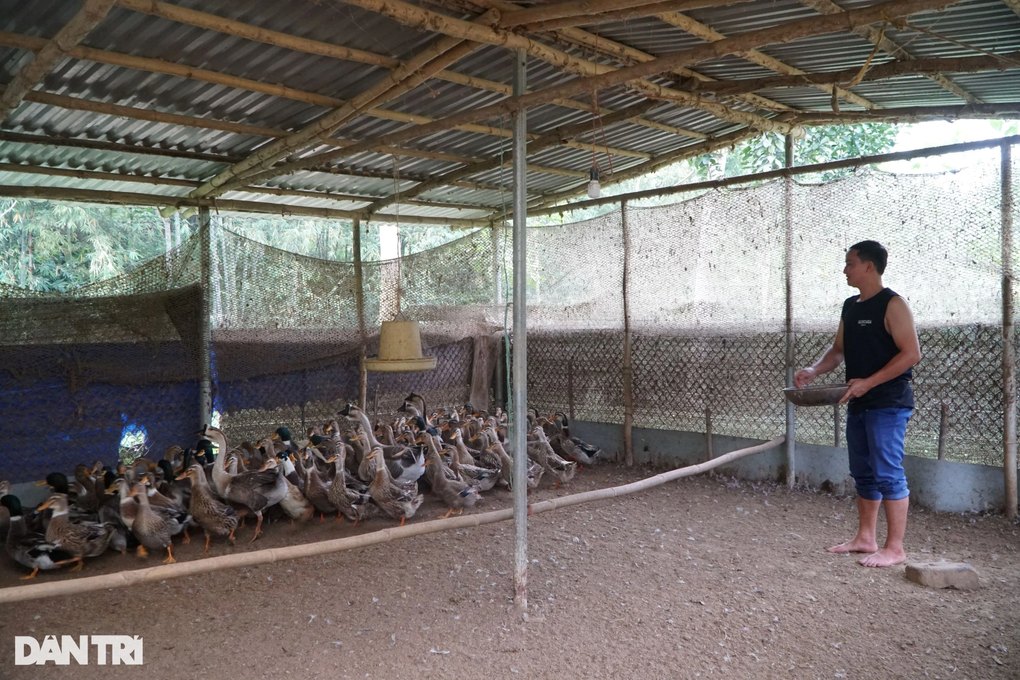 Chàng trai dân tộc Thái thoát nghèo nhờ nuôi giống vịt siêu ngon - 4 Chàng trai dân tộc Thái thoát nghèo nhờ nuôi giống vịt siêu ngon - 4