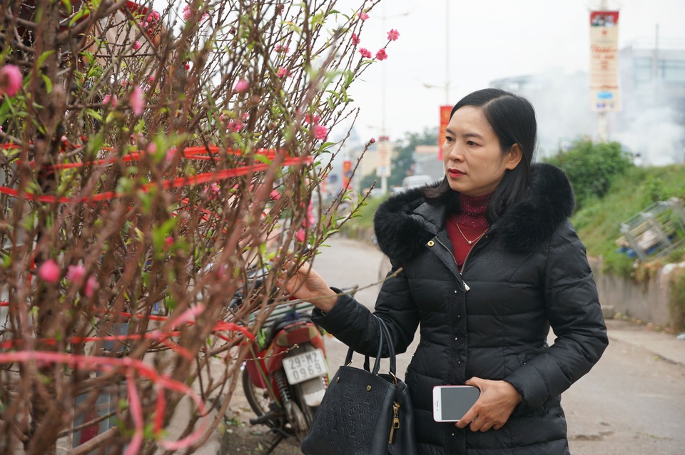 Đào Nhật Tân xuống phố sớm, người Hà Nội thích thú mua đào đón... Noel - 7 Đào Nhật Tân xuống phố sớm, người Hà Nội thích thú mua đào đón... Noel - 7