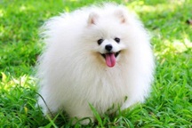 Người đàn ông ở TPHCM phải bồi thường khi để chó cắn chết chó hàng xóm