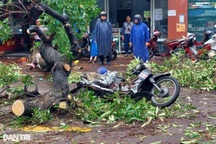 Cây hoa sữa bật gốc đổ đè trúng người đi đường