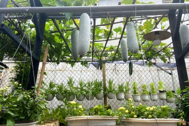 Tái chế đồ cũ, gia chủ Bình Dương làm vườn mái tôn "chẳng thiếu gì"