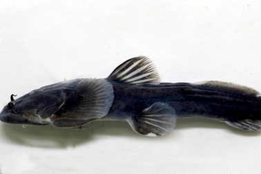 Phát hiện loài cá taxon độc nhất ở Khu bảo tồn thiên nhiên Pù Hoạt