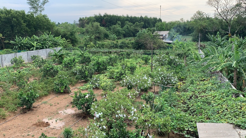 Cô gái Quảng Trị bỏ phố về quê làm nông nghiệp sạch, sống tối giản - 2 Cô gái Quảng Trị bỏ phố về quê làm nông nghiệp sạch, sống tối giản - 2