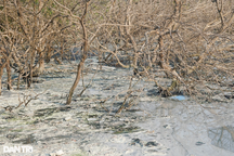 Nước đổi màu đen, cây chết khô, mùi hôi thối "đặc quánh" vì sơ chế mực xà