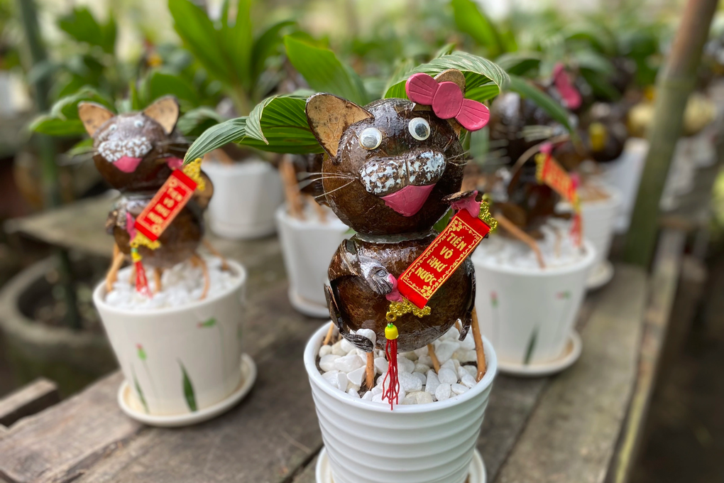 Kiếm tiền triệu mỗi chậu bonsai dừa hình mèo dịp Tết - 4