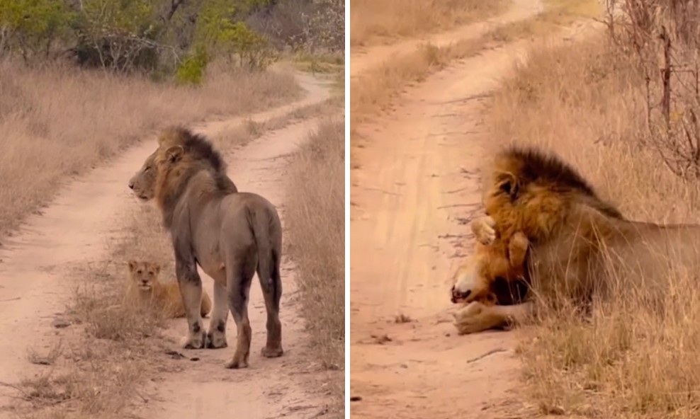 Thế giới động vật tuần qua: Khoảnh khắc sư tử đực bất ngờ cắn chết con non