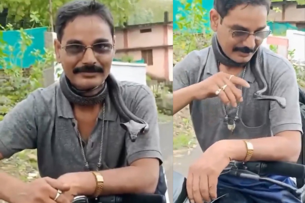 Chuyên gia bắt rắn bị hổ mang cắn chết, đoạn video trước đó gây rợn người - 1 Chuyên gia bắt rắn bị hổ mang cắn chết, đoạn video trước đó gây rợn người - 1