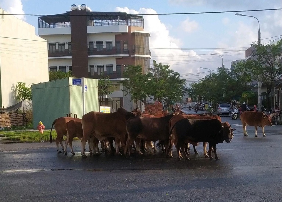 Người dân trong khu đô thị phát hoảng vì bị đàn bò thả rông khủng bố! - 1 Người dân trong khu đô thị phát hoảng vì bị đàn bò thả rông khủng bố! - 1