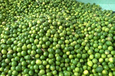 Thương lái ngừng mua, người trồng chanh khóc ròng