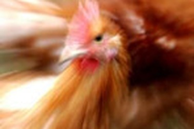 7 người Malaysia nhập viện vì cúm gà, Ấn Độ hồi hộp