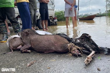 Người dân tuyệt đối không ăn, chế biến gia súc, gia cầm chết