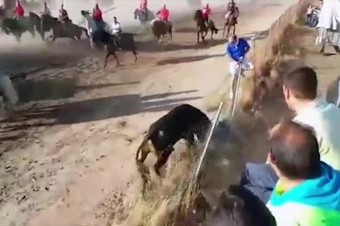 Kinh hoàng cảnh người đàn ông bị bò húc trong lễ hội