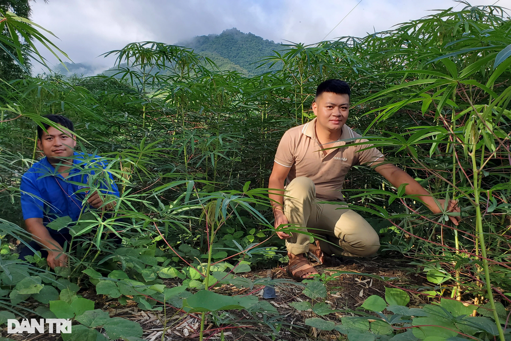 The tree that once evoked poverty now helps people earn hundreds of billions of dong - 4