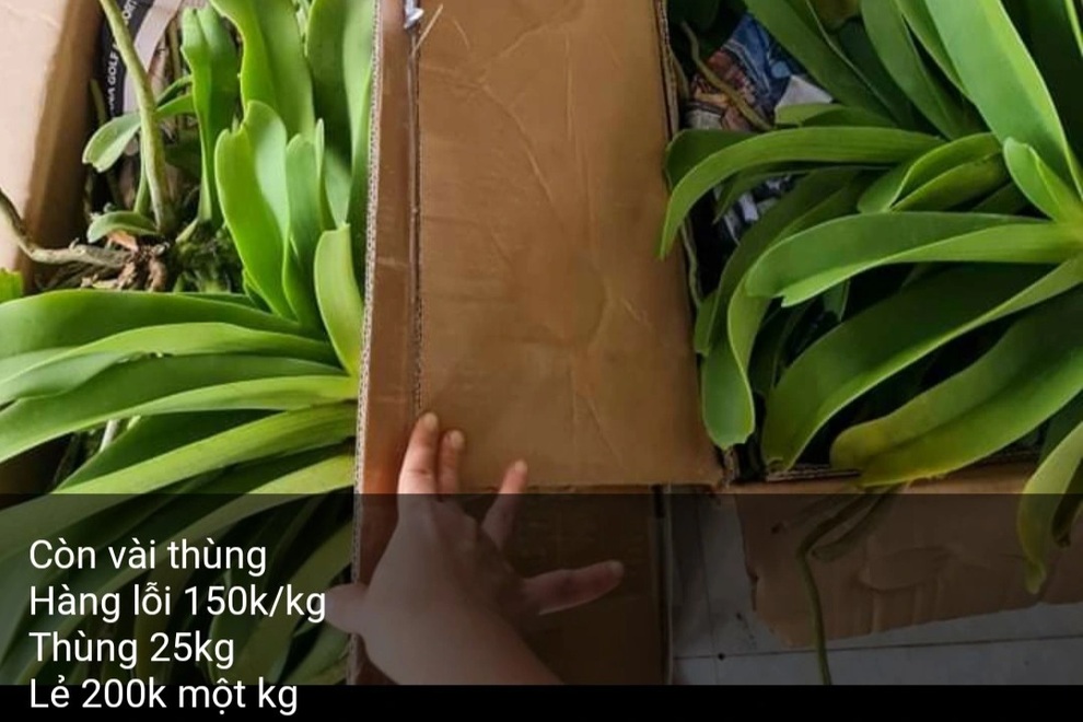 Livestream bán lan, sao kê ngân hàng hơn 26 tỷ đồng nhưng chưa đăng ký thuế - 1 Livestream bán lan, sao kê ngân hàng hơn 26 tỷ đồng nhưng chưa đăng ký thuế - 1