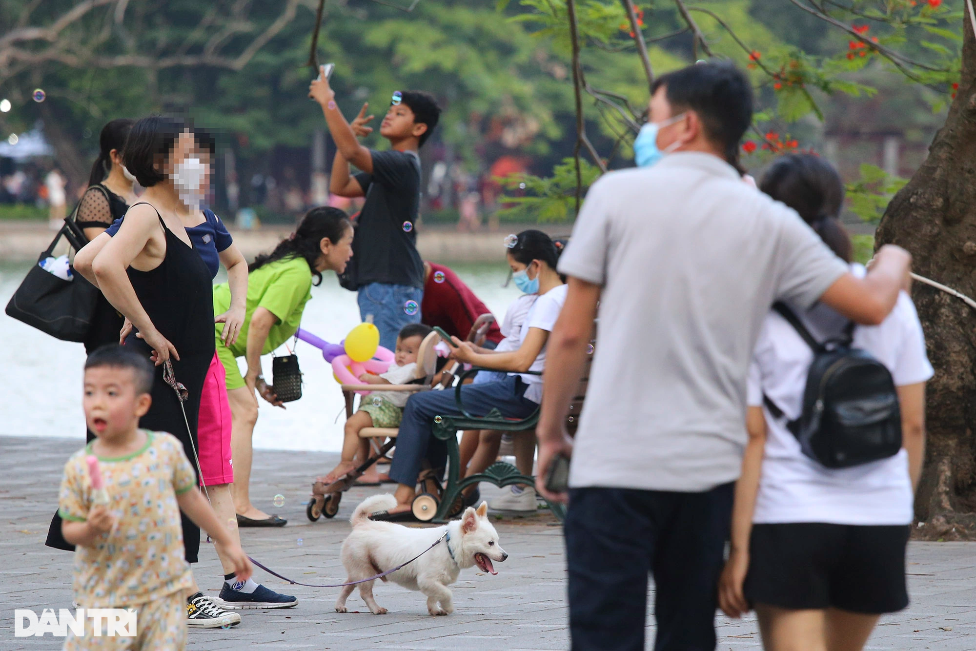 Tràn ngập chó trên phố đi bộ hồ Gươm bất chấp TP Hà Nội đã quy định cấm - 4 Tràn ngập chó trên phố đi bộ hồ Gươm bất chấp TP Hà Nội đã quy định cấm - 4