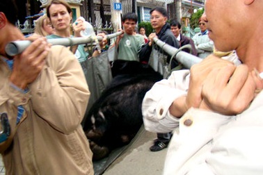 Hơn 50.000 chữ ký bảo vệ động vật hoang dã